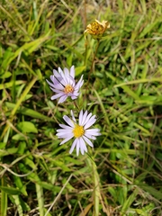 Eurybia surculosa