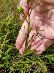 Eurybia surculosa