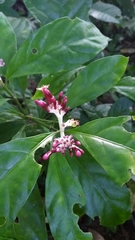 Chassalia curviflora