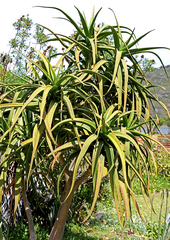 Aloidendron barberae
