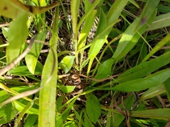 Eurybia surculosa