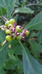 Chassalia curviflora