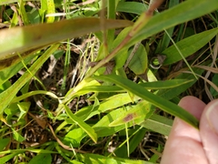 Eurybia surculosa