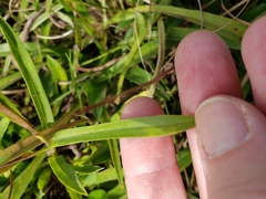 Eurybia surculosa