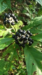 Chassalia curviflora