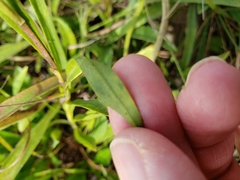 Eurybia surculosa
