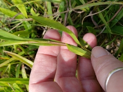 Eurybia surculosa