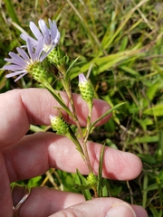 Eurybia surculosa