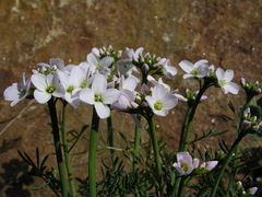 Cardamine polemonioides