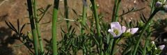 Cardamine polemonioides