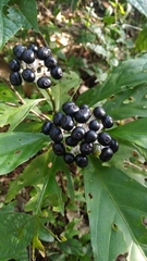 Chassalia curviflora