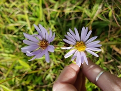 Eurybia surculosa