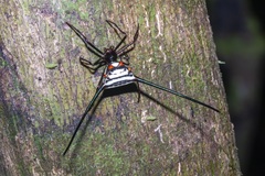 Micrathena cyanospina
