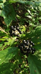 Chassalia curviflora