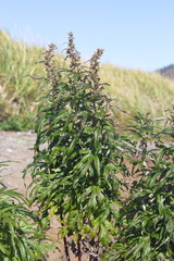 Artemisia vulgaris kamtschatica
