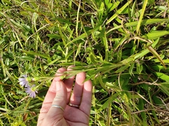 Eurybia surculosa
