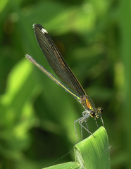 Calopteryx japonica