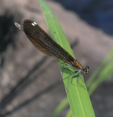 Calopteryx japonica