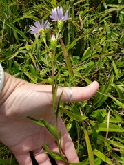 Eurybia surculosa