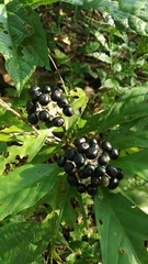 Chassalia curviflora