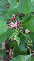 Chassalia curviflora