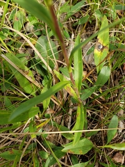 Eurybia surculosa