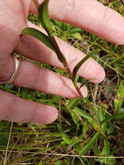 Eurybia surculosa
