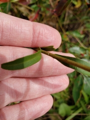 Eurybia surculosa