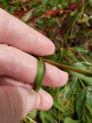 Eurybia surculosa