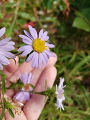 Eurybia surculosa