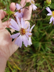 Eurybia surculosa