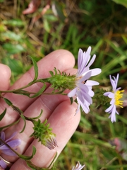 Eurybia surculosa