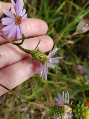 Eurybia surculosa