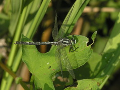 Trigomphus citimus