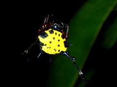 Gasteracantha clavigera
