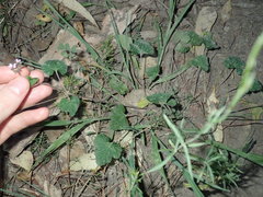 Pelargonium inodorum