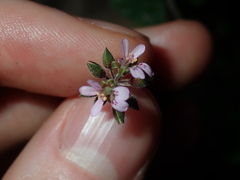 Pelargonium inodorum