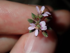 Pelargonium inodorum