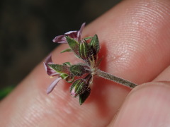 Pelargonium inodorum