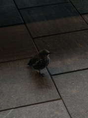 Sturnus vulgaris