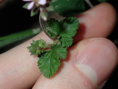 Pelargonium inodorum