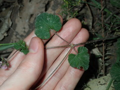 Pelargonium inodorum