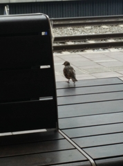 Sturnus vulgaris