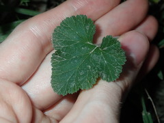 Pelargonium inodorum