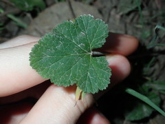 Pelargonium inodorum