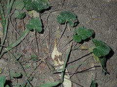 Pelargonium inodorum