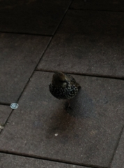 Sturnus vulgaris