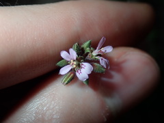 Pelargonium inodorum