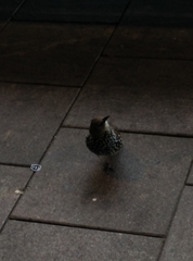 Sturnus vulgaris