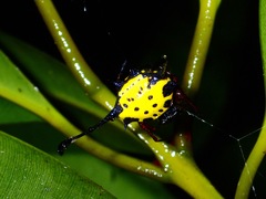 Gasteracantha clavigera